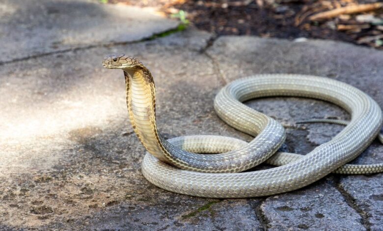 Universidad y parques cerrados… Se busca una cobra venenosa cerca de Toulouse Universidad y parques cerrados… Se busca una cobra venenosa cerca de Toulouse